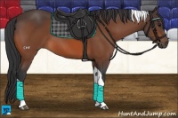 Horse Color:Brown Tobiano 