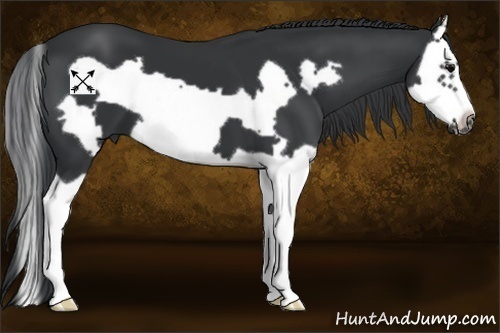 Horse Color:Black Splash Frame 