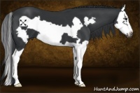 Horse Color:Black Splash Frame