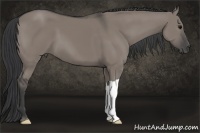 Horse Color:Grullo 