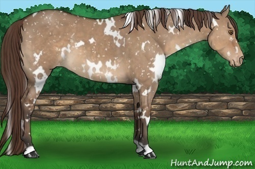 Horse Color:White Spotted Bay Dun Appaloosa 