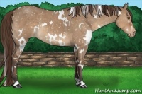 Horse Color:White Spotted Bay Dun Appaloosa 