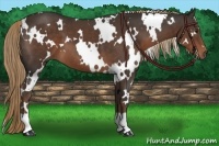 Horse Color:White Spotted Liver Chestnut 