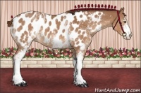 Horse Color:White Spotted Chestnut Appaloosa 
