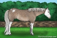 Horse Color:Liver Red Dun Splash Appaloosa 