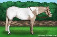 Horse Color:Red Dun Appaloosa 