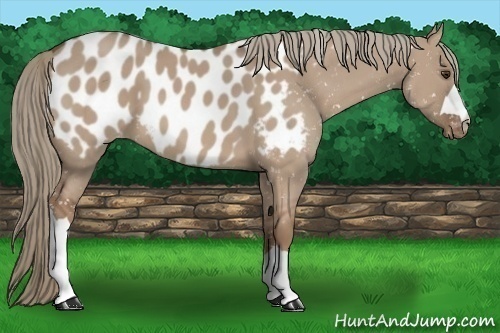 Horse Color:Red Dun Appaloosa 