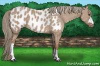 Horse Color:Red Dun Appaloosa 