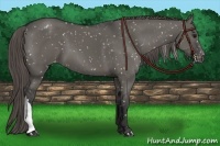 Horse Color:Grullo Appaloosa