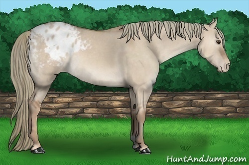 Horse Color:Red Dun Appaloosa
