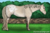 Horse Color:Red Dun Appaloosa 
