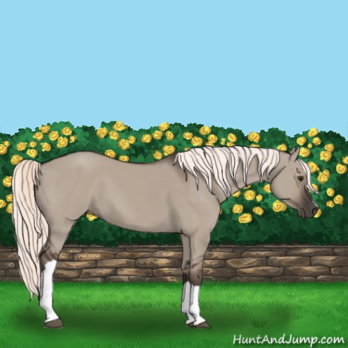 Horse Color:Liver Red Dun 