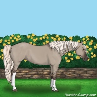 Horse Color:Liver Red Dun 