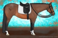 Horse Color:Bay Roan 