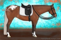 Horse Color:Silver Bay Appaloosa