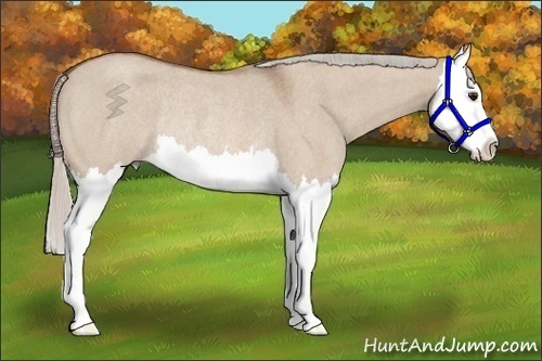 Horse Color:Silver Brown Roan Dun Splash Rabicano 