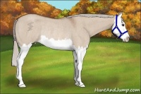 Horse Color:Silver Brown Roan Dun Splash Rabicano