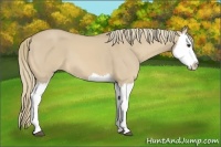 Horse Color:Red Dun Splash 