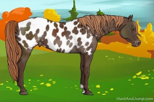 Horse Color:Liver Chestnut Appaloosa Rabicano 