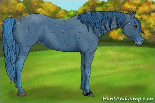 Horse Color:ERROR: UNKNOWN ANOMALY