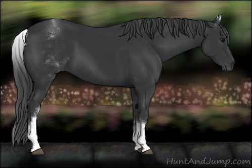 Horse Color:White Spotted Black 