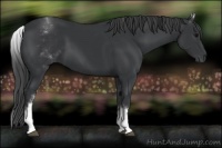 Horse Color:White Spotted Black 