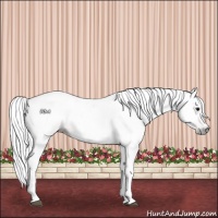 Horse Color:Gray Bay 