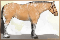 Horse Color:Buckskin Ice 