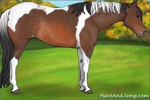 Horse Color:Bay Tobiano Appaloosa Rabicano 