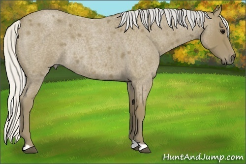 Horse Color:Silver Smoky Blue Roan Rabicano