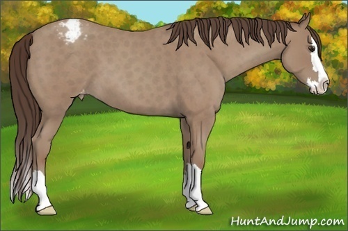 Horse Color:Classic Champagne Roan Splash Varnish