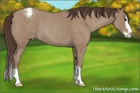 Horse Color:Classic Champagne Roan Splash Appaloosa
