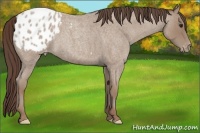 Horse Color:Classic Champagne Roan Appaloosa 