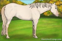 Horse Color:Gold Champagne Dun