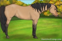 Horse Color:Bay Dun 