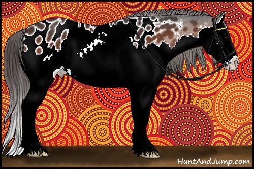 Horse Color:Bay Splash Appaloosa 