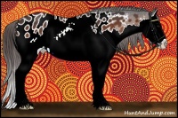 Horse Color:Bay Splash Appaloosa 