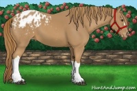 Horse Color:Chestnut Appaloosa 