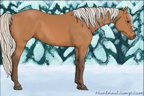 Horse Color:Silver Bay 