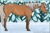 Horse Color:Silver Bay 