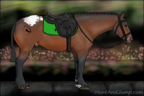 Horse Color:Bay Appaloosa 