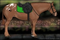Horse Color:Chestnut Appaloosa 