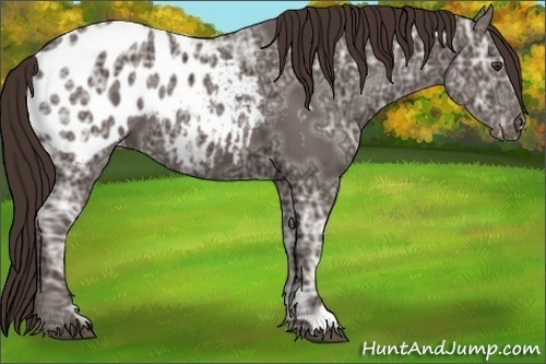 Horse Color:Liver Chestnut Ice Appaloosa 