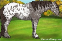 Horse Color:Liver Chestnut Ice Appaloosa