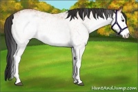 Horse Color:White Spotted Bay 