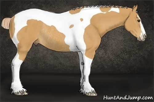 Horse Color:Palomino Sabino Tobiano Rabicano 