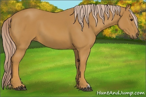 Horse Color:Palomino 