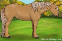 Horse Color:Palomino