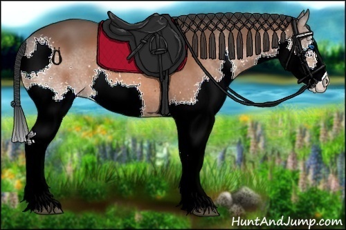Horse Color:Bay Splash 