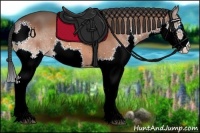 Horse Color:Bay Splash 